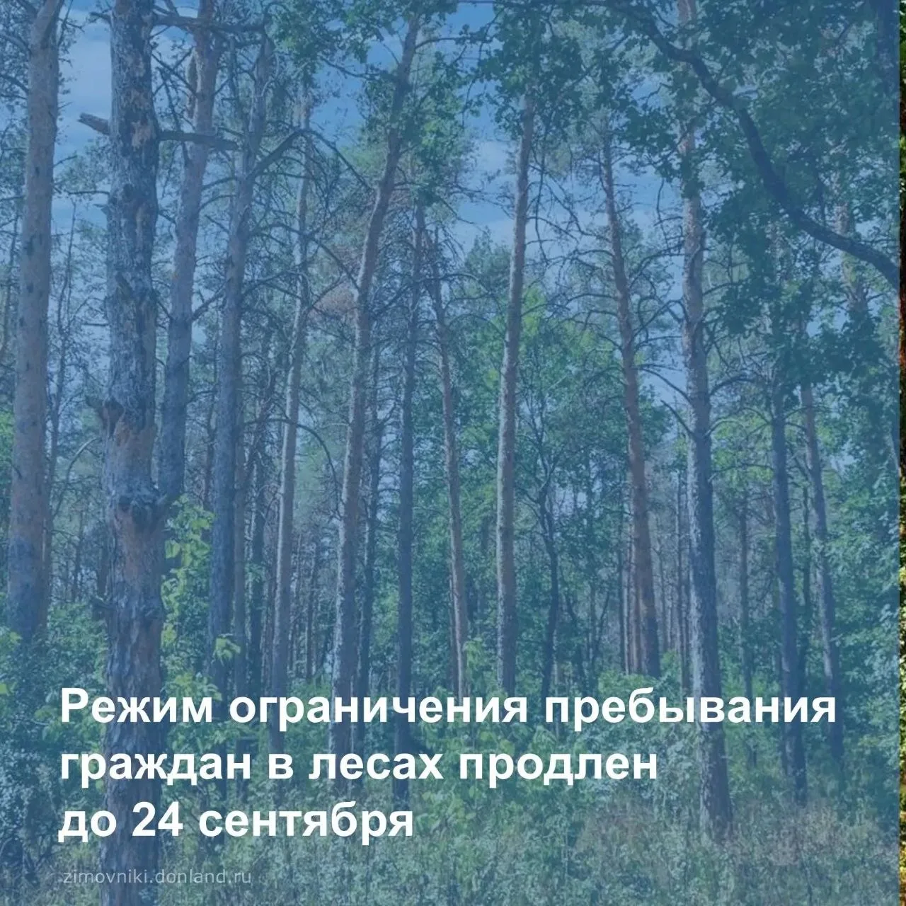🌲Режим ограничения пребывания граждан и въезда в леса Ростовской области продлен до 24...