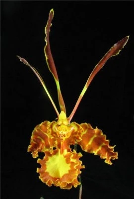 В наличии Психопсисы (Psychopsis):