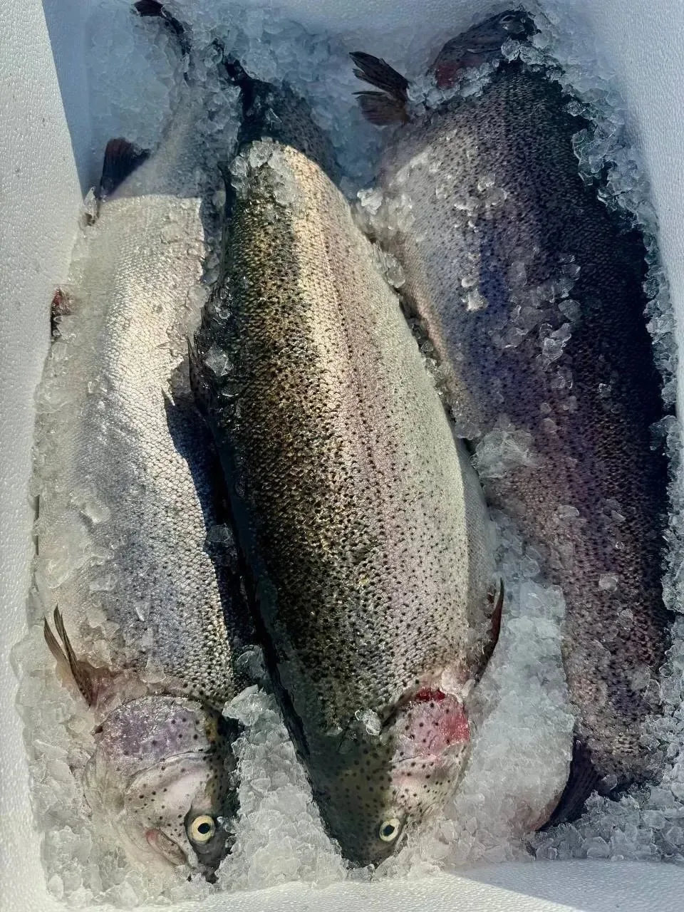 🐟 ПРИВОЗ 8-9 ОКТЯБРЯ: ФОРЕЛЬ И НЕ ТОЛЬКО! 🐟