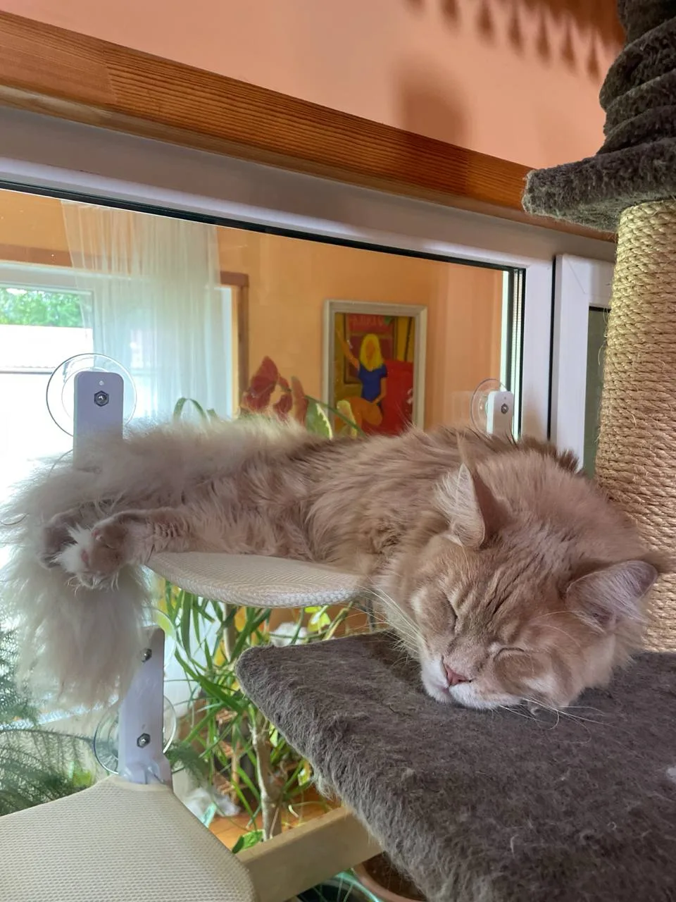 Привет от Марципана и Нельсона🥰