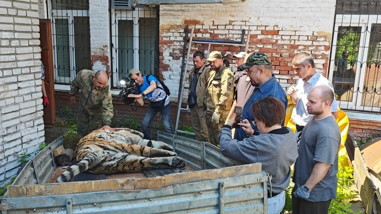 Амурский тигр поселился в хабаровском музее. Трагическая гибель легендарного хозяина тайги стала пов