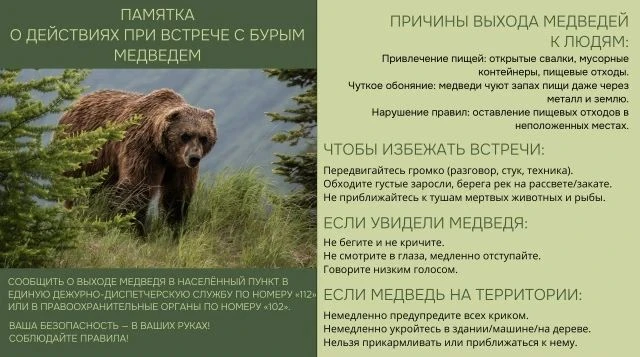 В Нижнеудинском районе фиксируется рост случаев выхода медведей к населённым пунктам: К...
