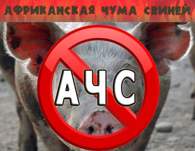 АФРИКАНСКАЯ ЧУМА СВИНЕЙ
