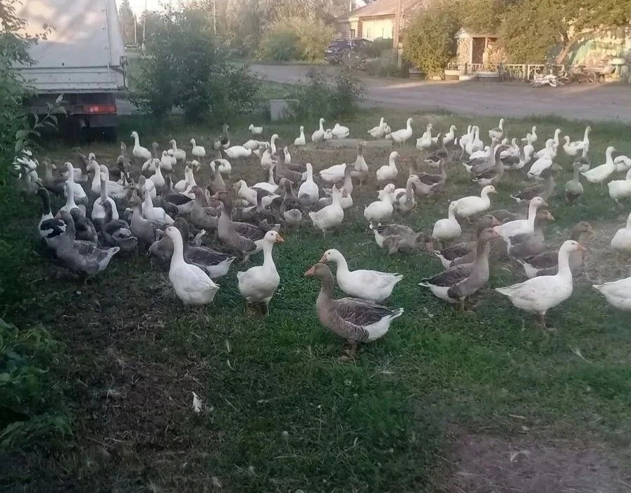 Несмотря на экономические вызовы и перемены, многие жители Таврического района не отказываются от ве