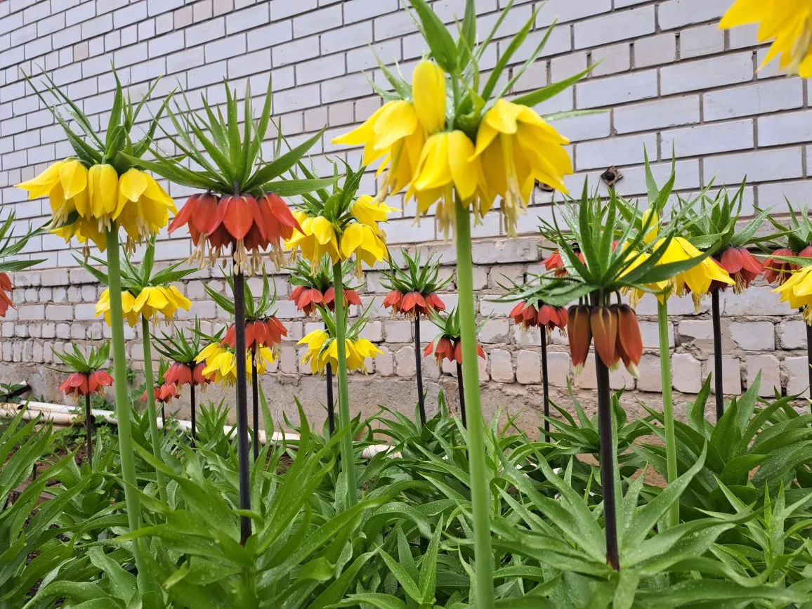 Всем здравствуйте!
Пришло время Рябчиков императорских🌿🌼🌸
Настоящие красавцы! Ни дождь, ни снег, 