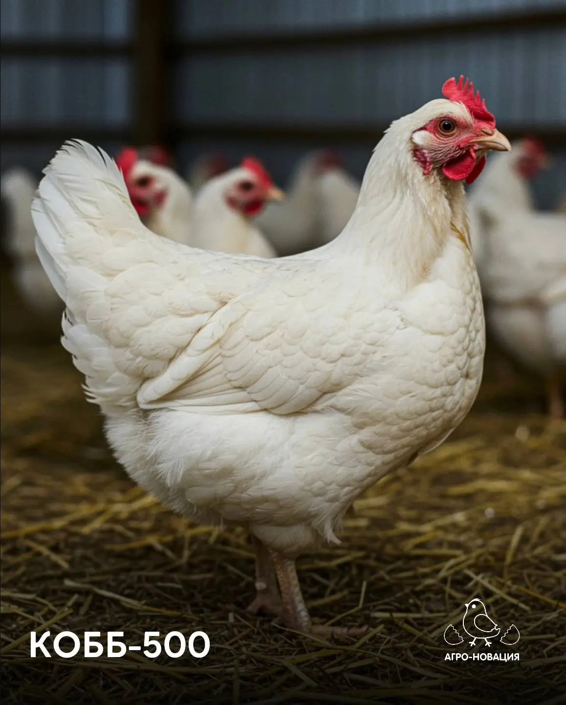 Обзор КОББ-500🐣