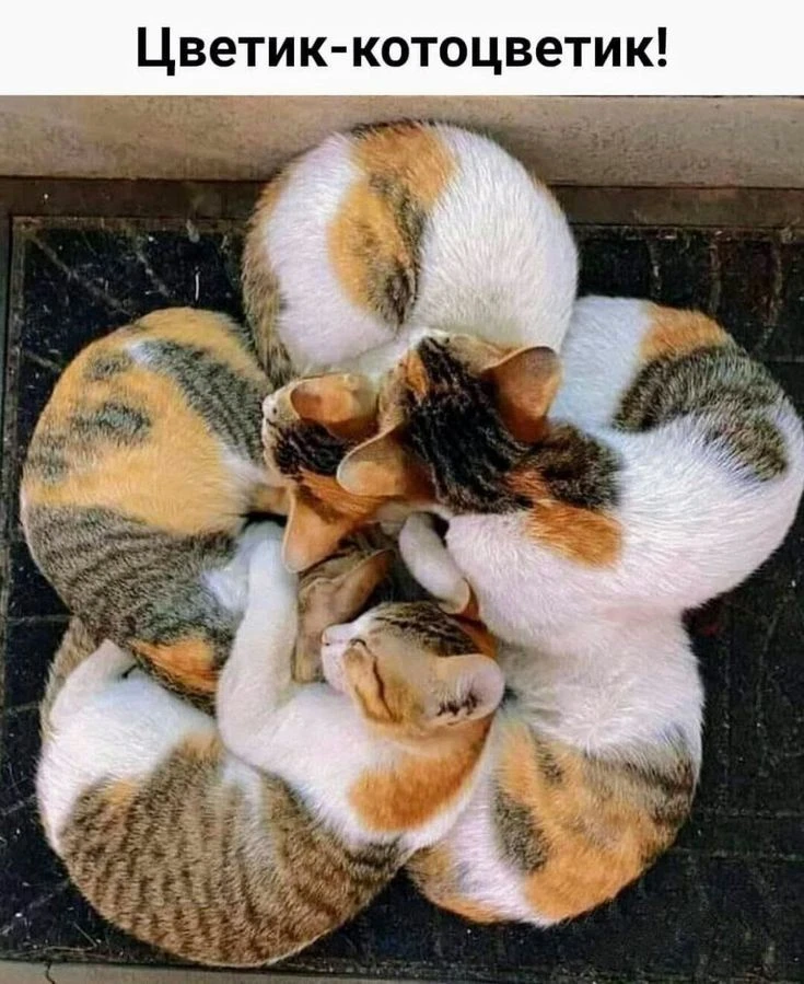 Цветик-котоцветик 🌸🐱