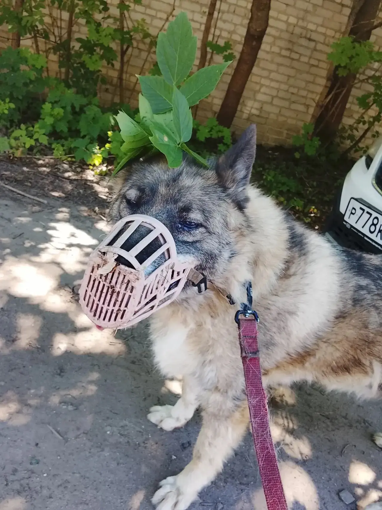 Геральт из кустовой засады! 🐾