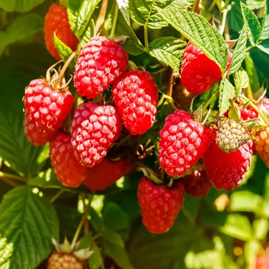 🍓 Два урожая за сезон? Ремонтантные сорта работают без перерыва