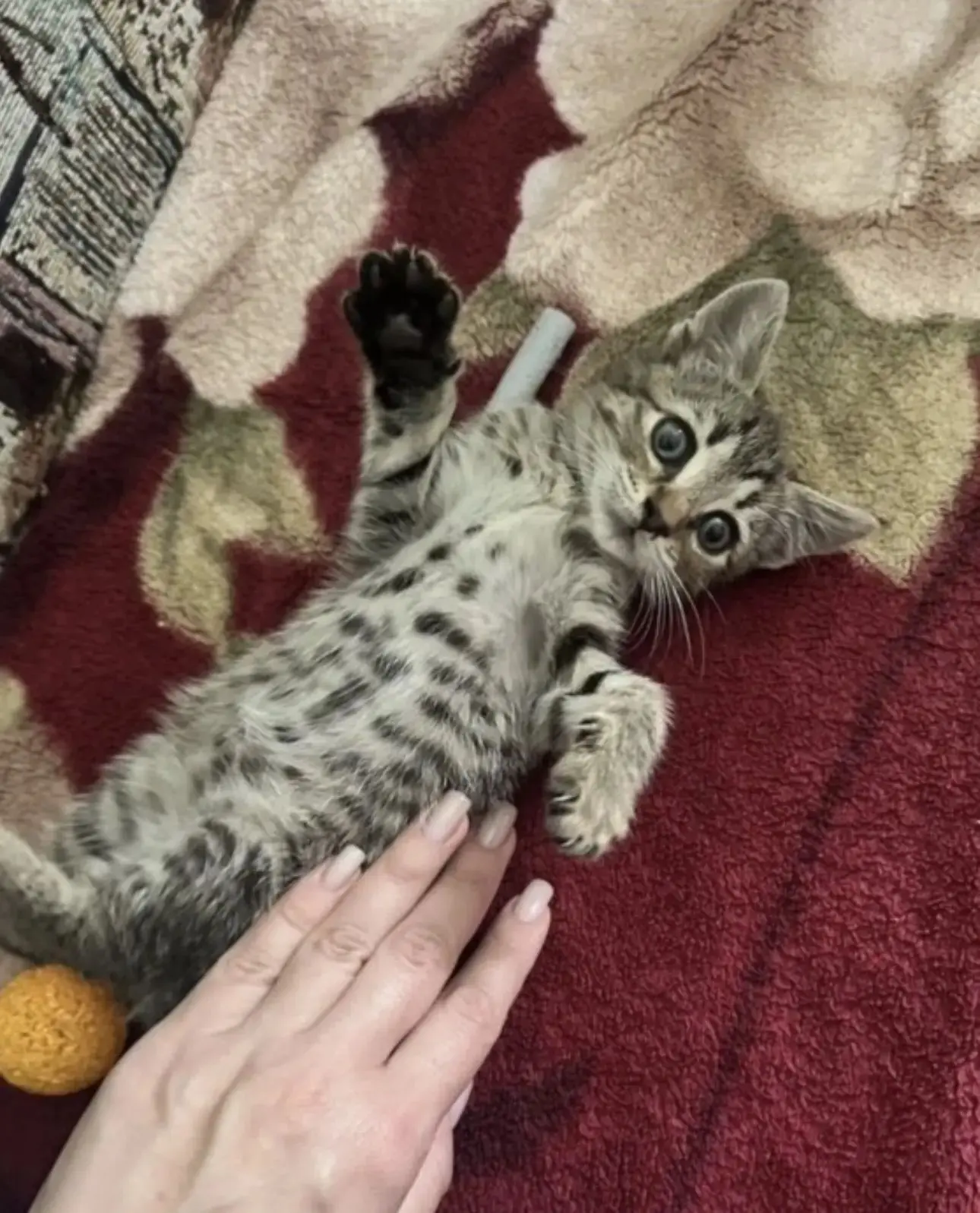 Отдам  в добрые заботливые руки прекрасного котенка девочку, игривая, ласковая, нашли на улице , обр