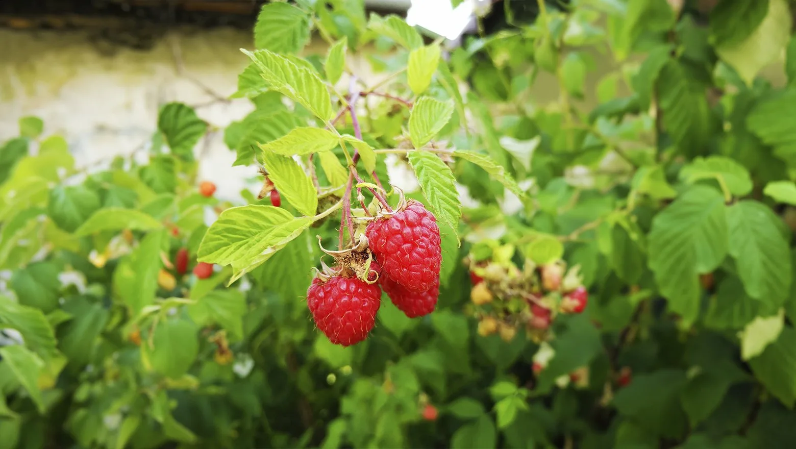 🍓 Июньская подкормка малины: мощная завязь и сладкий урожай

В фазу цветения кустам критически важн