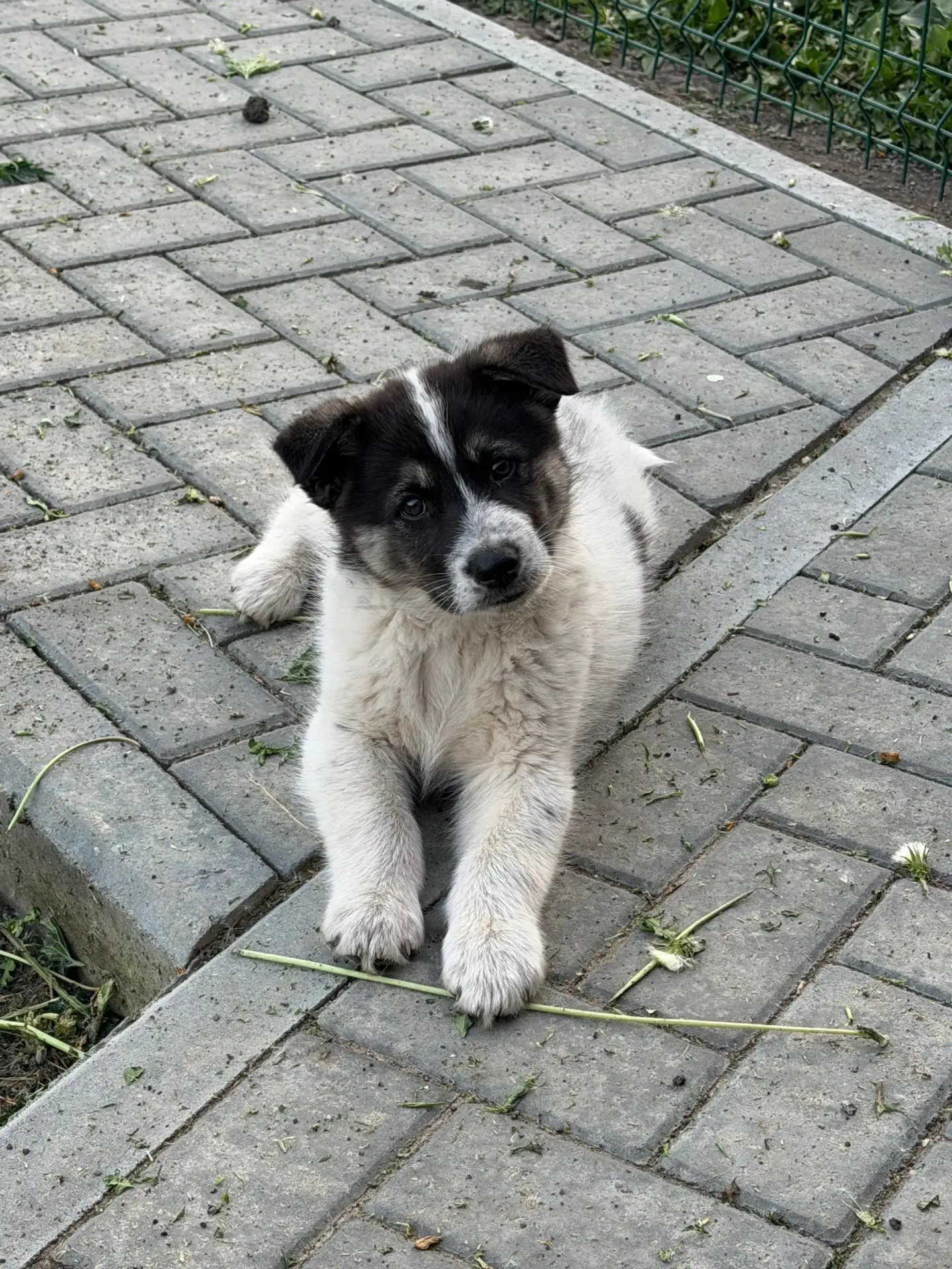 🐾 ИЩЕТ ДОМ САМЫЙ ЛУЧШИЙ МАЛЬЧИК! 🐾