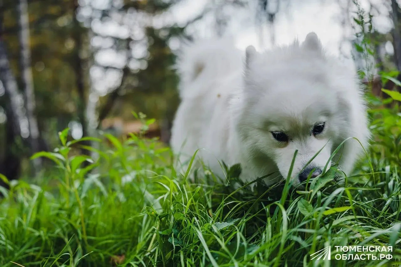 🐶 Луна оценила площадку для собак в «Комарово парке»