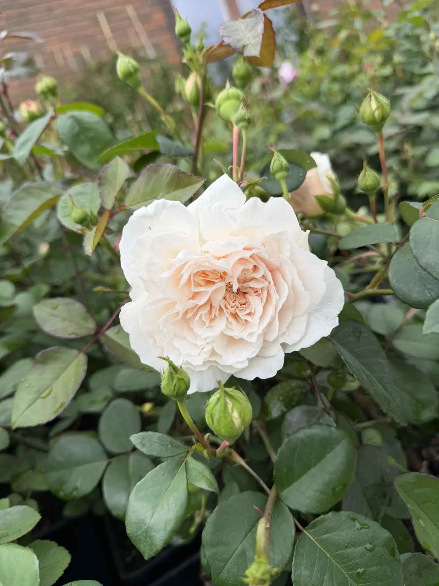 сегодня случился обзор на королев 🌹