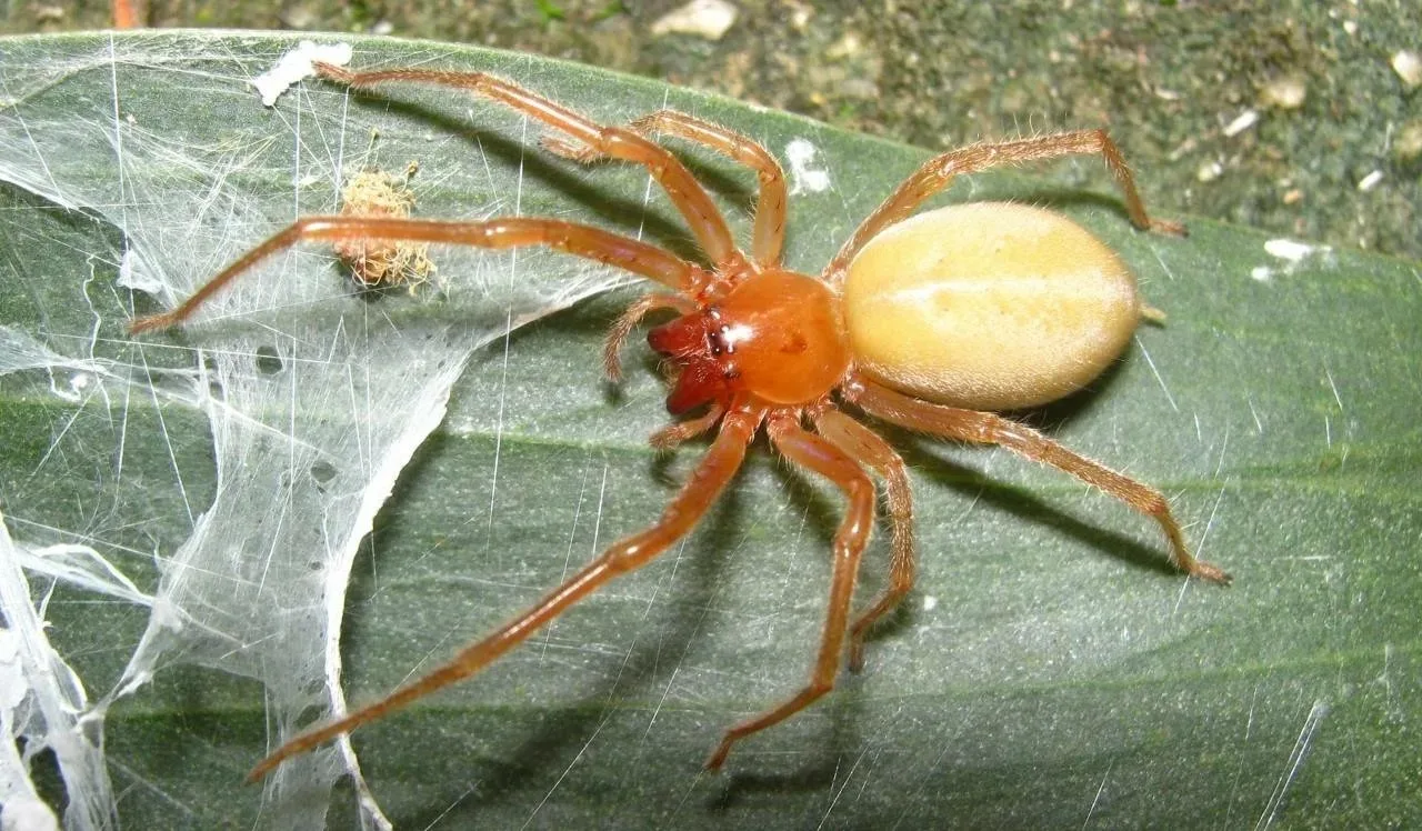 🕷 Ростовчанку укусил ядовитый паук — врачи справились