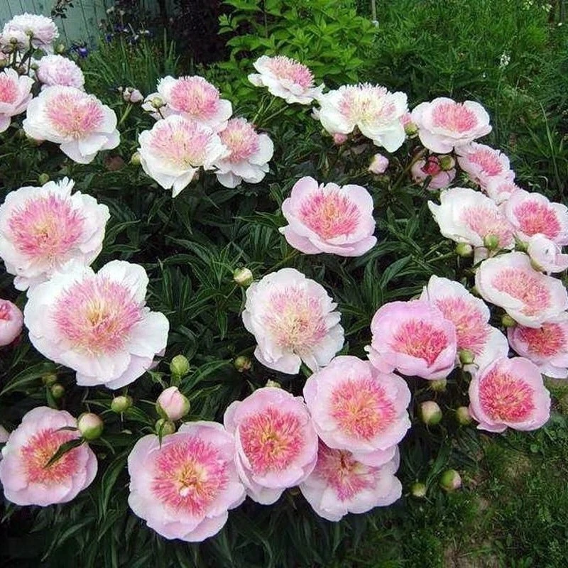 🌺🌺🌺 Великолепным украшением любого дачного участка являются пионы – одни из самых по...