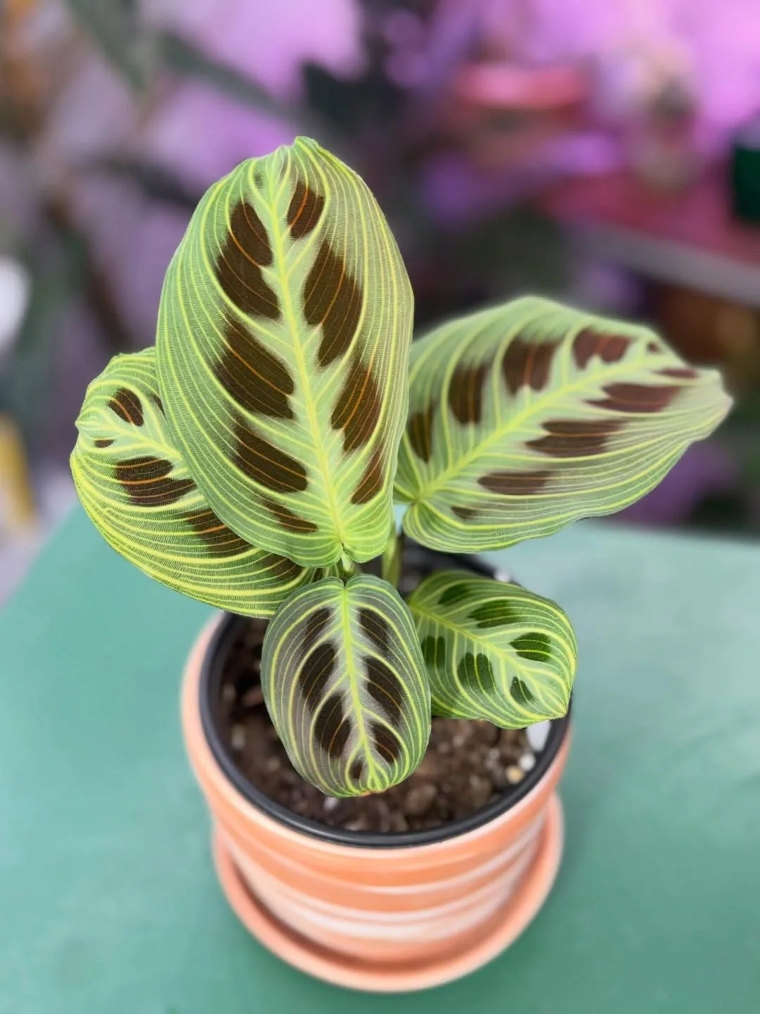 Маранта (Maranta leuconeura), или "молитвенное растение" — за то, что поднимает листочк...