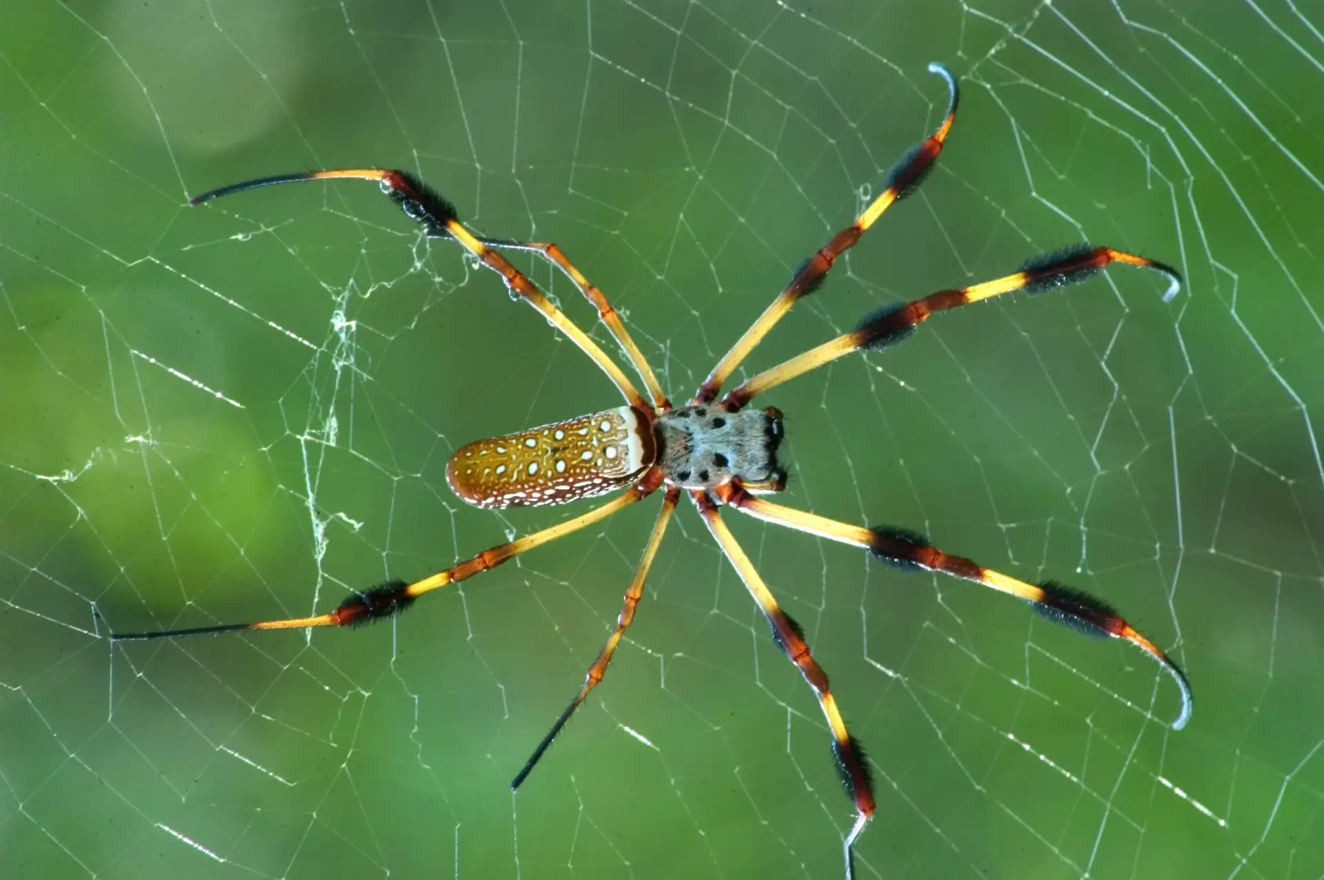 Паук-златопряд (Nephila) плетёт паутину, которую можно увидеть с самолёта