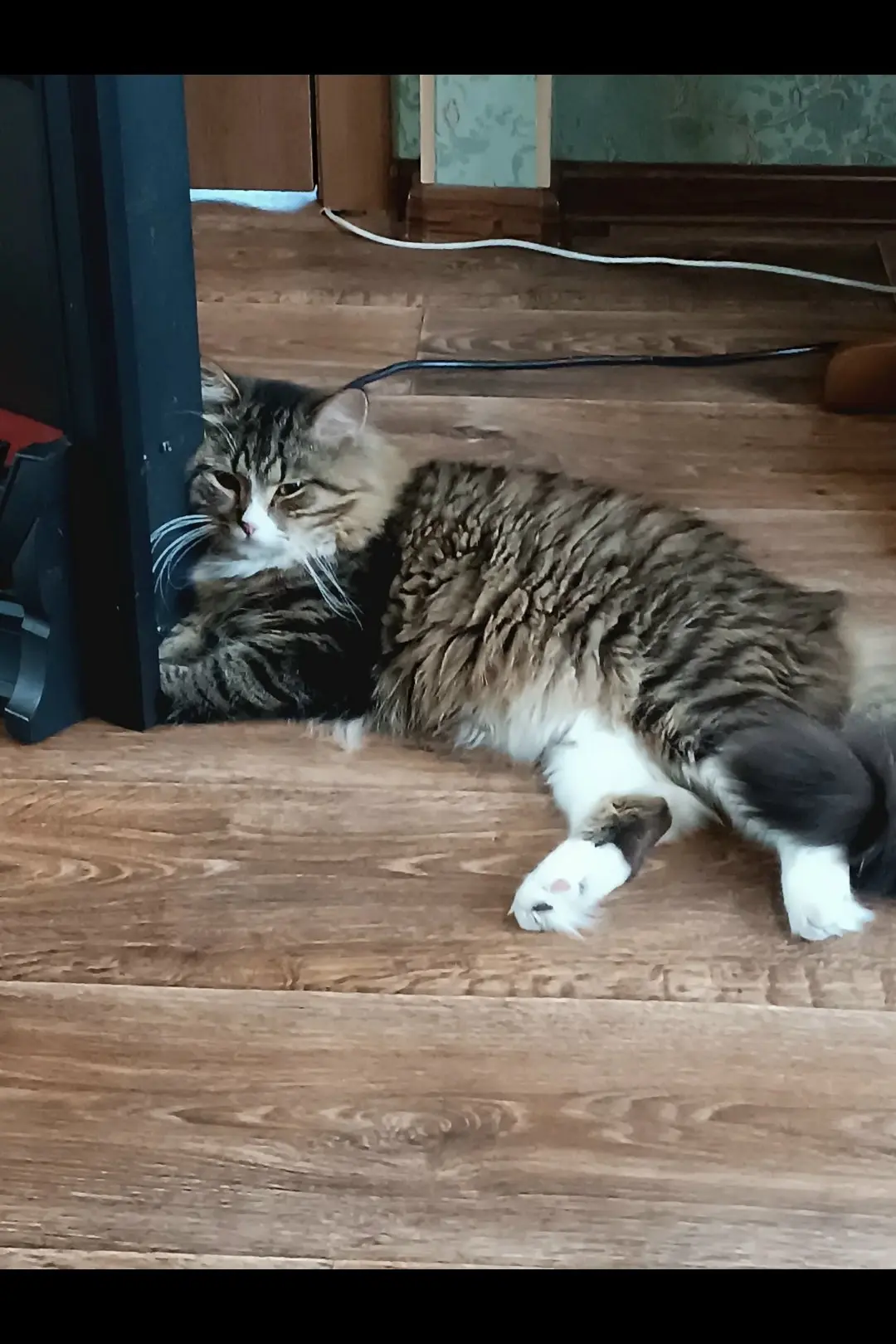 Отдам кота в хорошие руки. Снежное https://vk.ru/id133659363