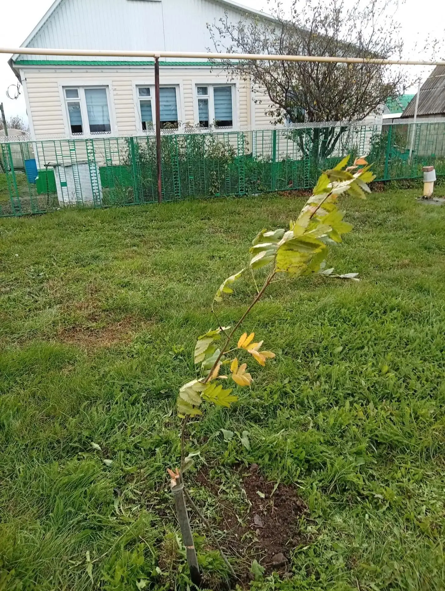 🌿🌳В Нижнем Нурлате высадили рябиновую аллею 🌳🌿