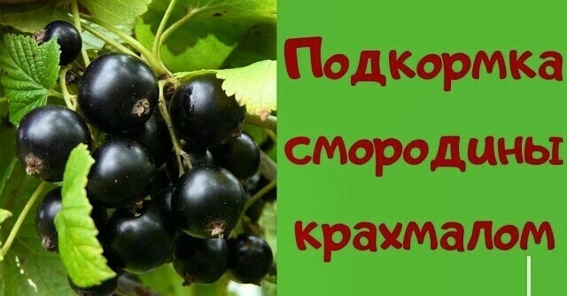 Подкормка смородины крахмалом 🫐

Крахмал используется как удобрение благодаря высокому содержанию к
