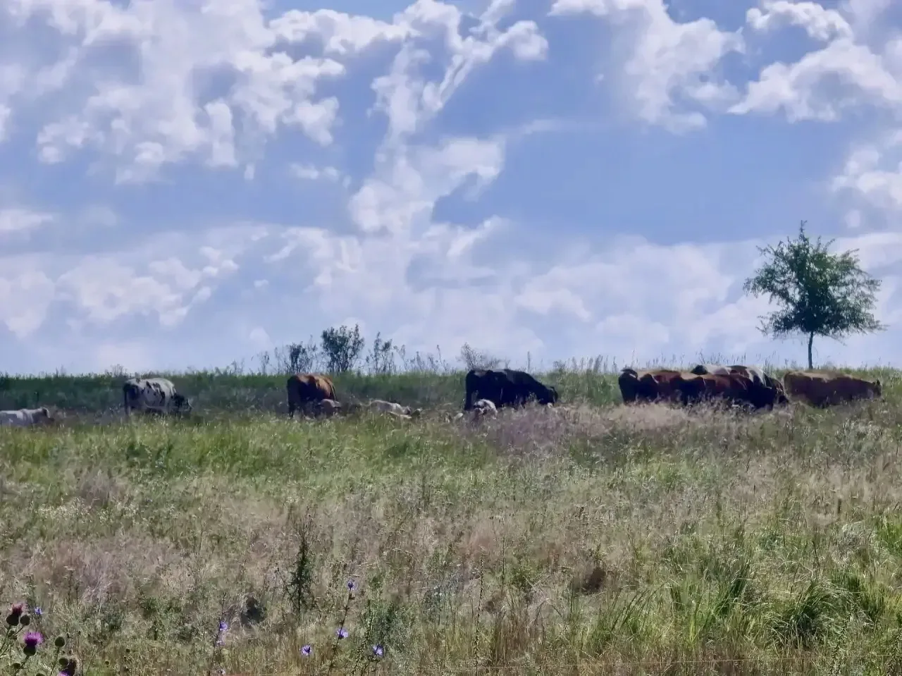 🐄 Специалисты Управления Россельхознадзора по ДНР и ЛНР провели выездное обследование ...