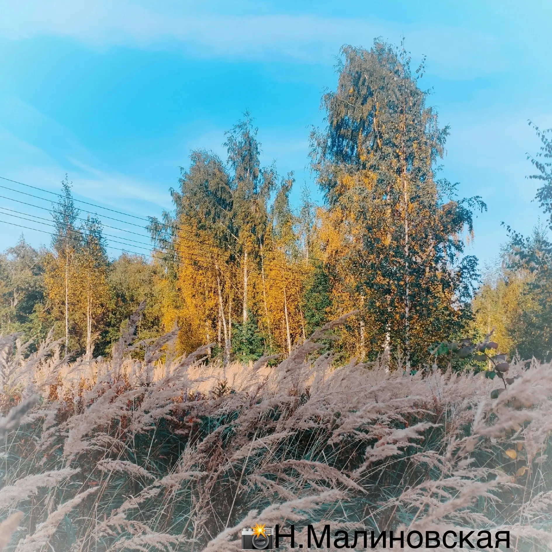 Доброе утро, Колтуши! 😎Хорошего дня! 🍁
