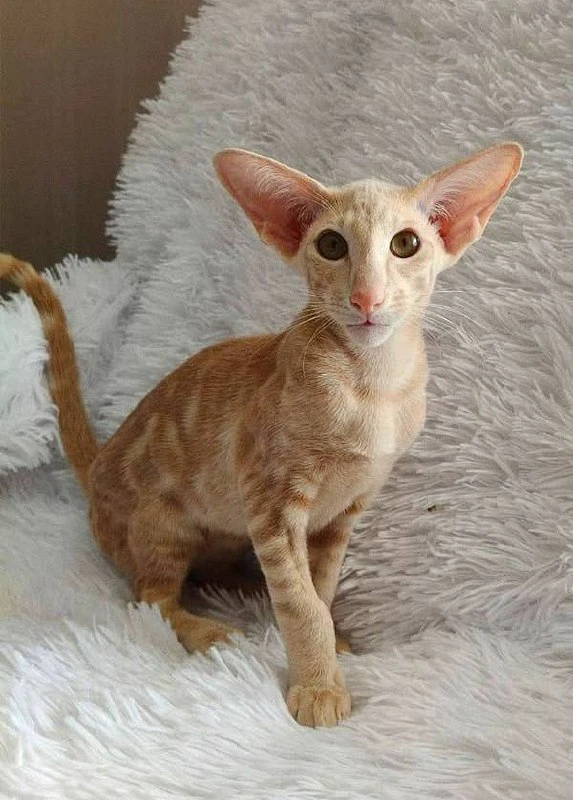 Выставка необычных кошек в Этажах 🐈