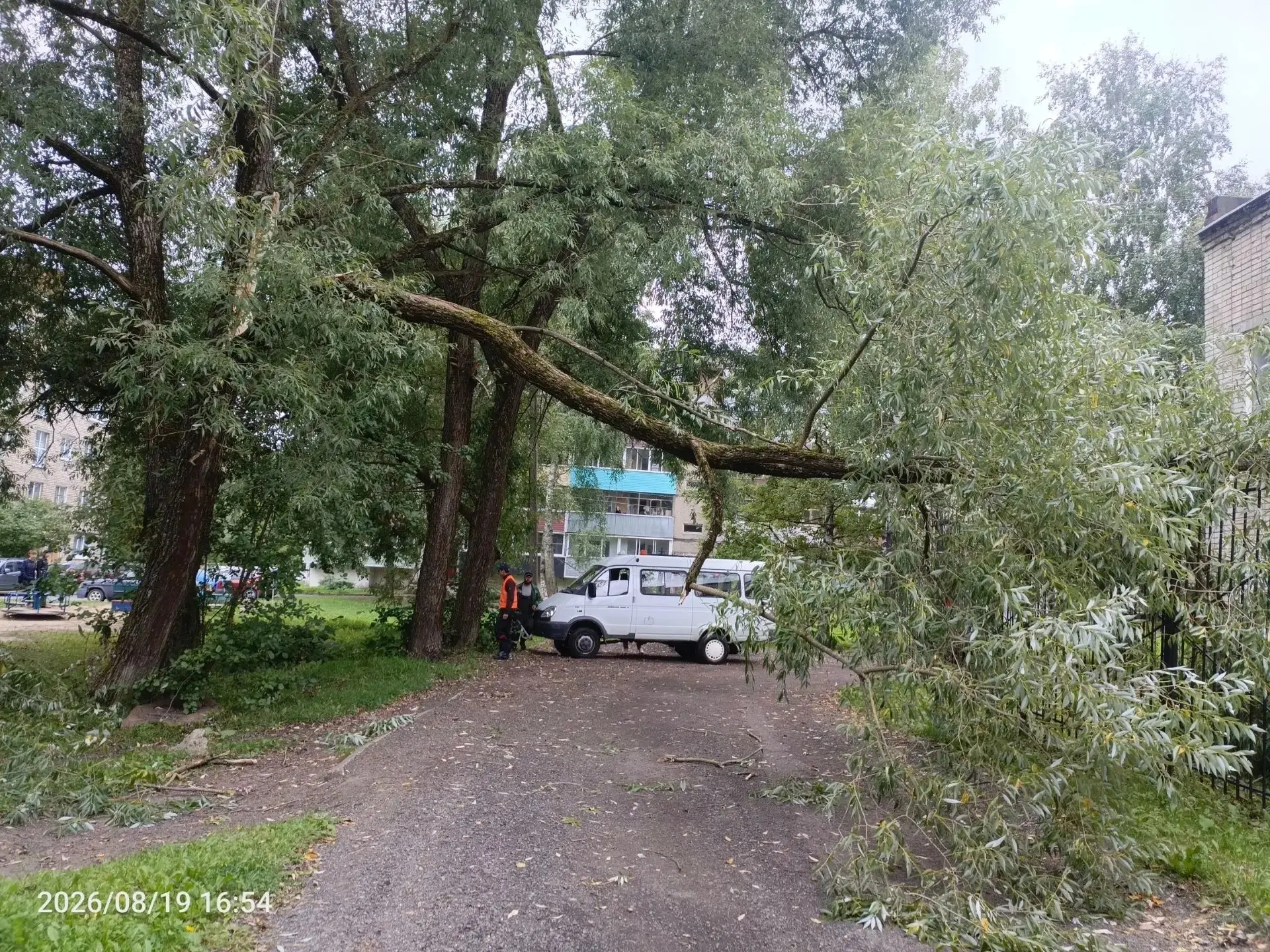 174 аварийных дерева ликвидировали в Рыбинске за последний месяц.