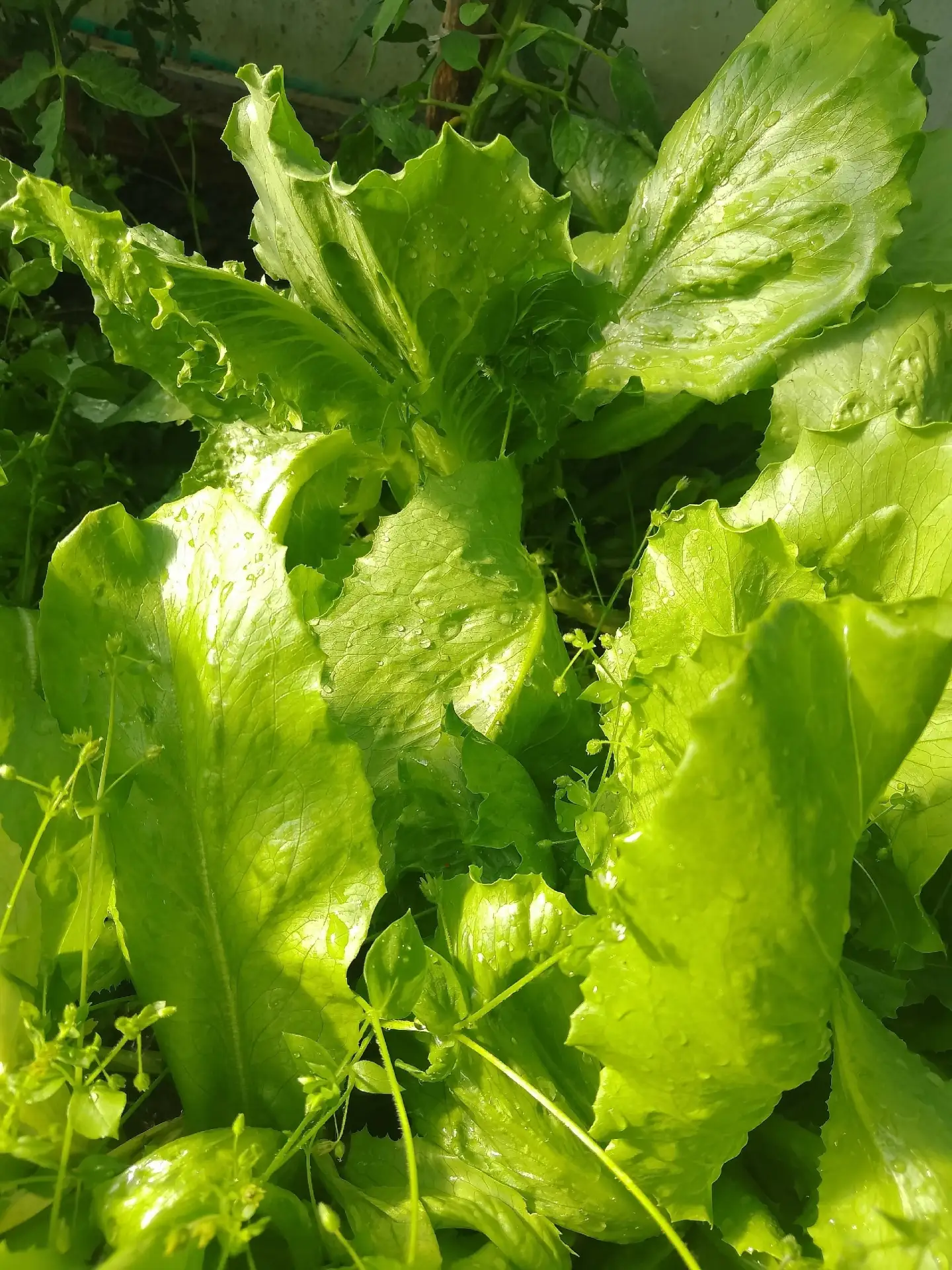 Лето ☀ Дача 🏡 Огород 🍓🥦