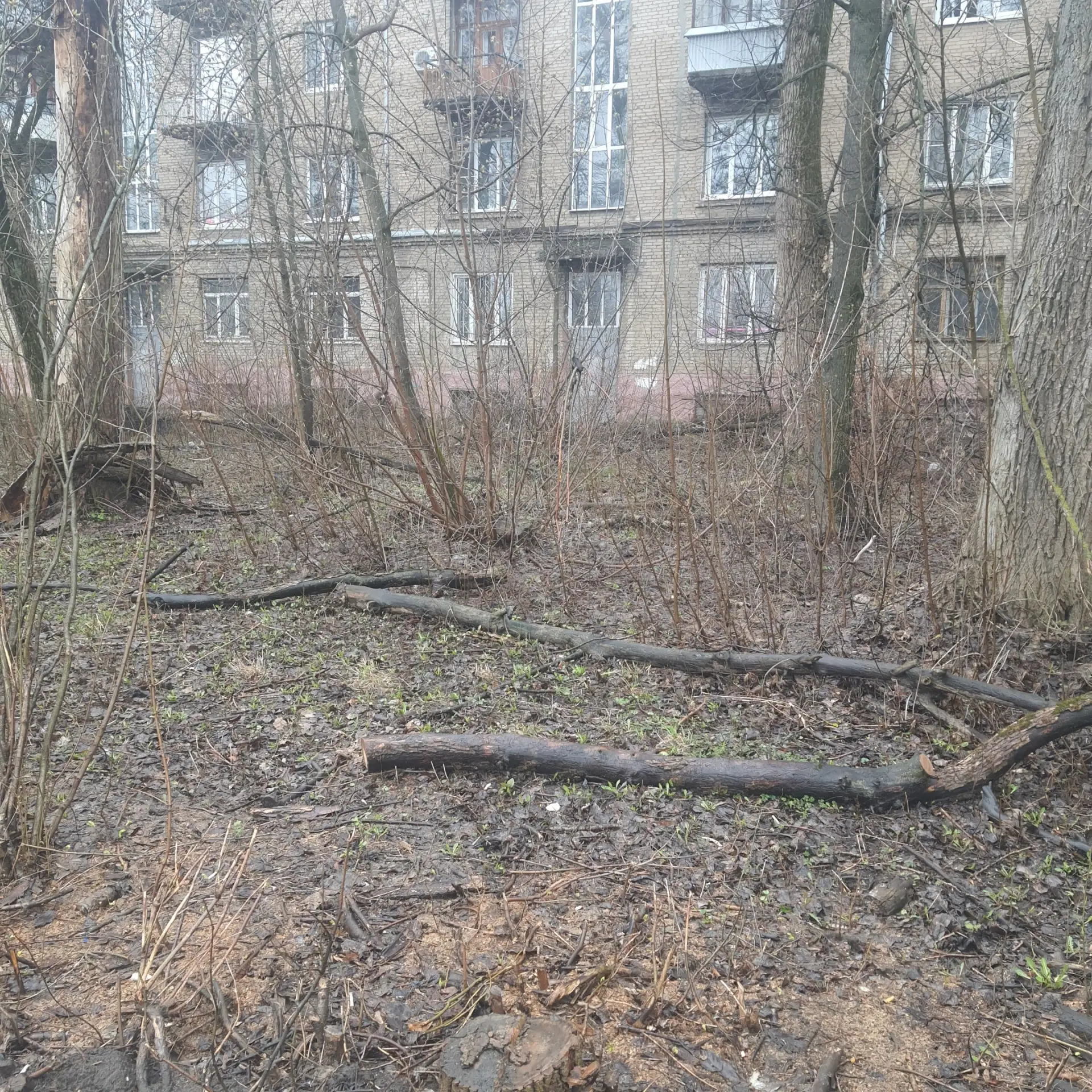 Электросталь, Первомайская д. 24, необходима помощь.  Зелёная зона за домом № 24 по Первомайской нуж