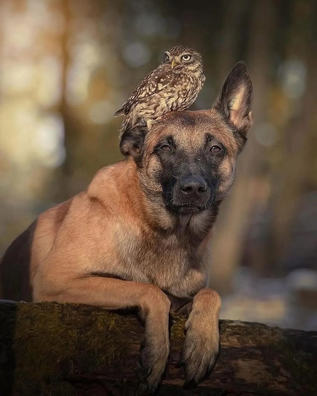 Брось кость и обними сову 🐾🦉  Овчарка Инго и сыч Полди - лучшее, что вы увидите сегодня. Их история 