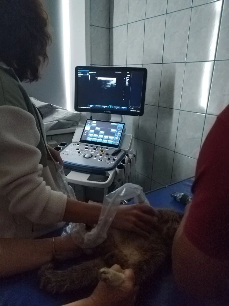 Ультразвуковое исследование брюшной полости домашнего питомца.