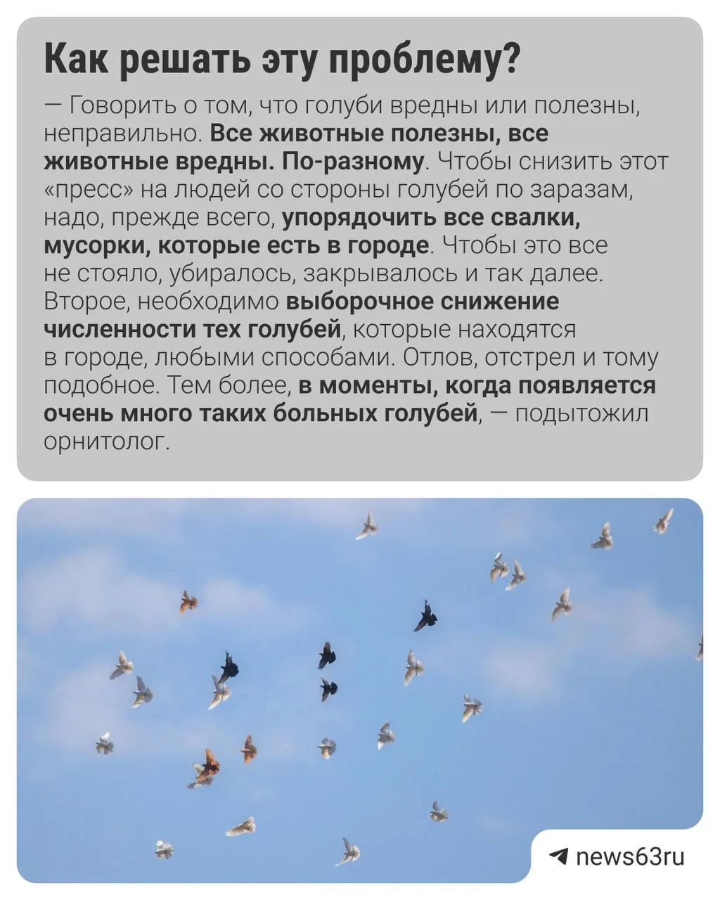 Голуби опасны для человека?