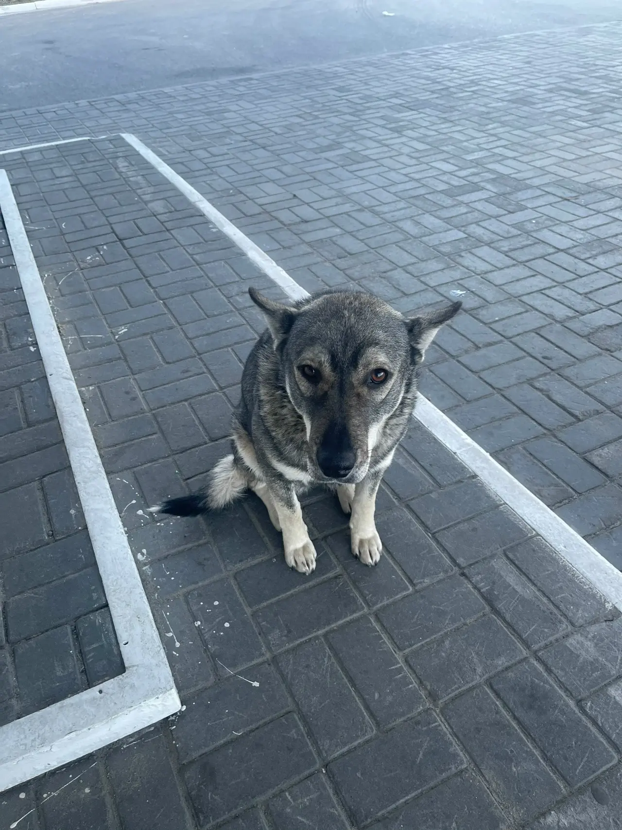 Прошу выложить 😊 на АЗС Газпром (дачи) прибилась собачка 🐶 добрая , пугливая , молода...