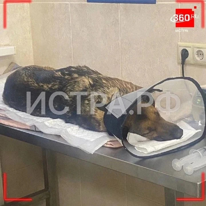 Избитой собаке требуется операция для извлечения пули