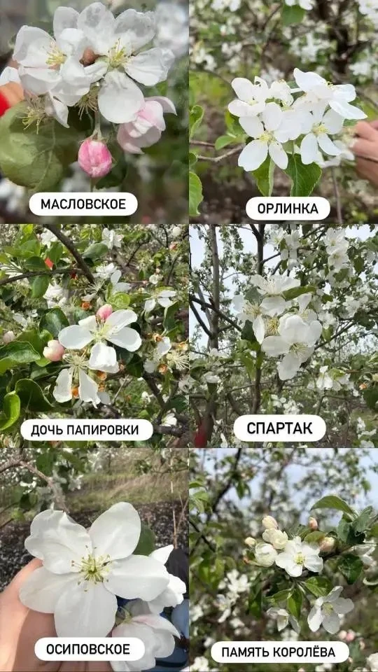 ФГБОУ ВО Самарский ГАУ совместно с ГБУ СО НИИ «Жигулевские сады»– участники создания единой федераль