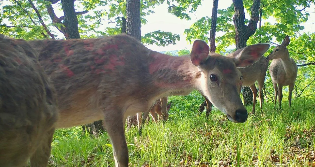 🦌 К вам с утра вопрос:
