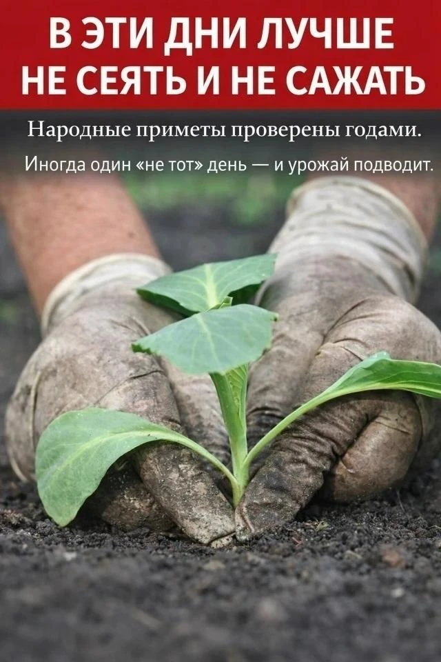 Β ΚАΚИЕ ДНИ НЕЛЬЗЯ НИ СЕЯТЬ, НИ САЖАТЬ🌱