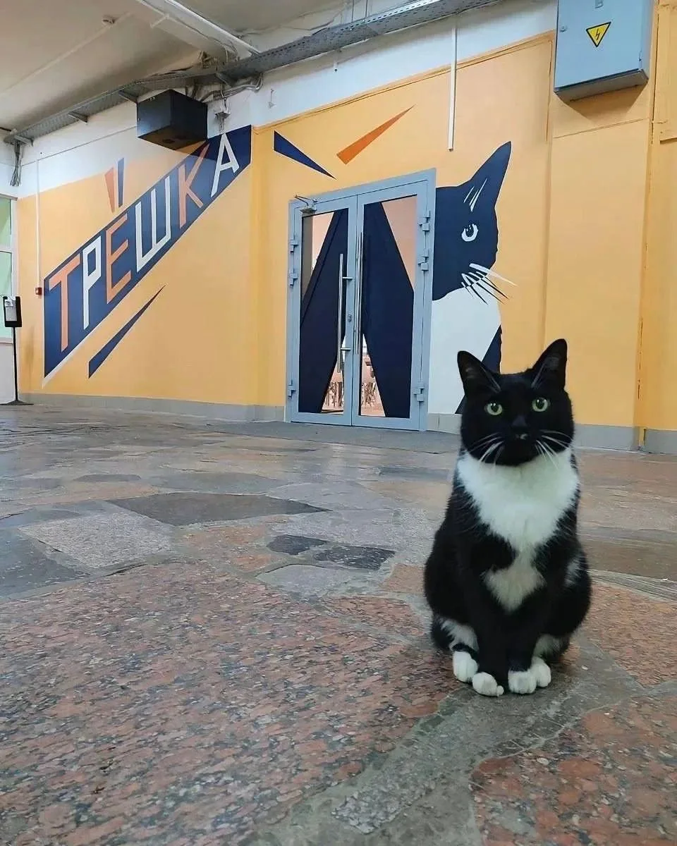 🐈 В МАИ установили памятник легендарной кошке Мусе