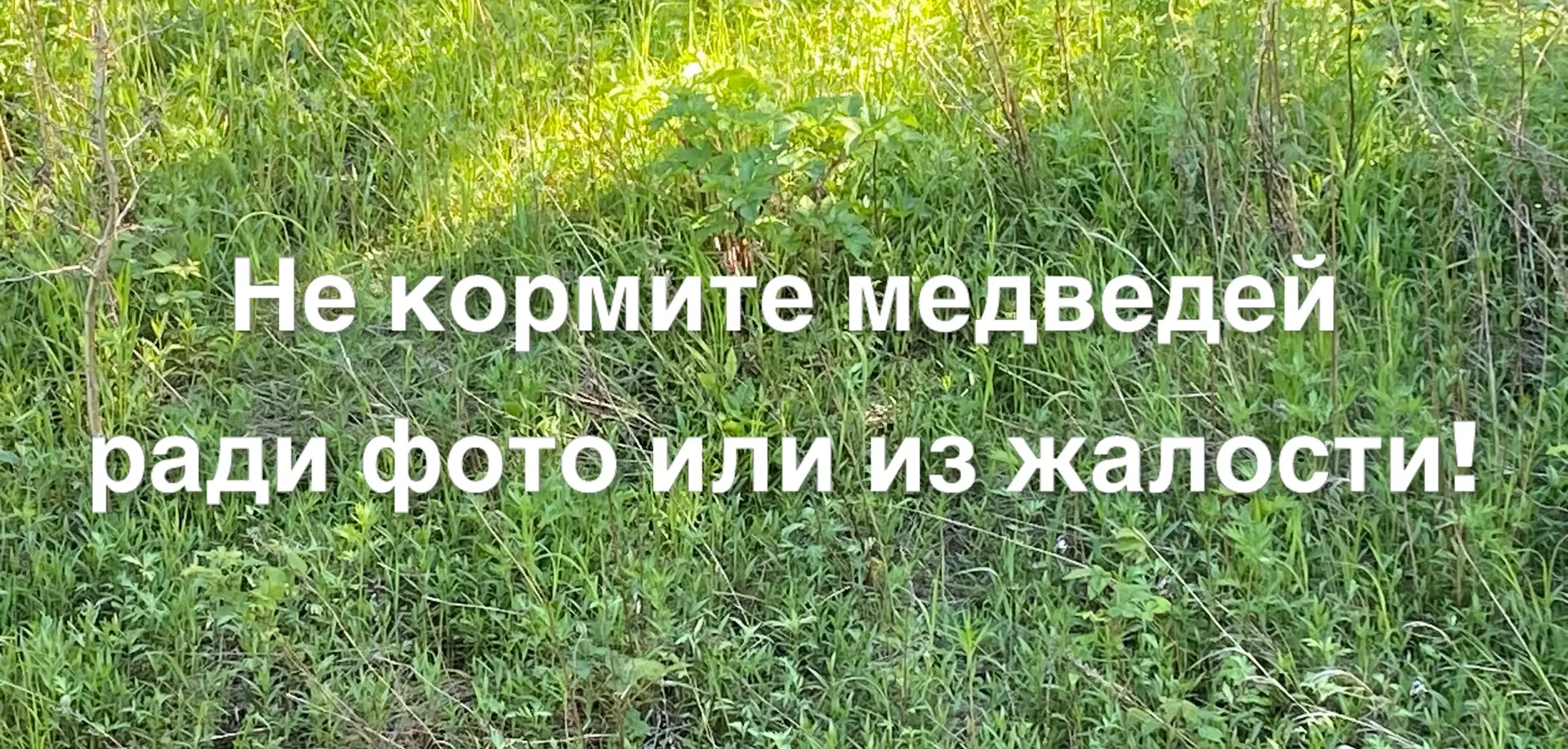 ❗️ Медведь задавил кур и кроликов в Углегорском районе

Охотоведы сочли этого медведя опасным, он бы