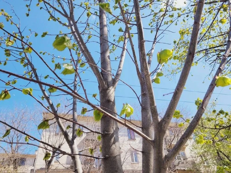 Молодые липы на улице Гоголя, которые мы посадили в прошлом году, выпустили первые листочки   В дека