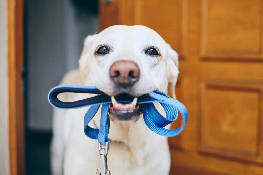 🐶 Уважаемые жители!

пр-т Кондратьевский, д.68, к.4, стр. 1

 🐀 В рамках борьбы с грызунами была п