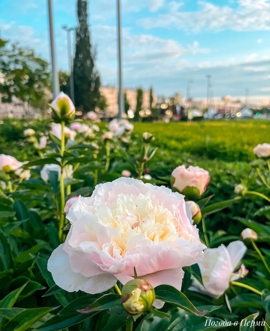 🌸✨ Кусочек нежности в городской суете

Июнь — это время, когда город преображается, но у него есть 