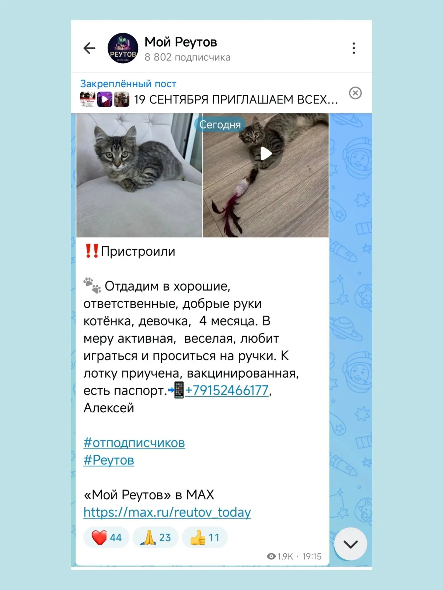 "Огромная вам благодарность,  спасибо!! Непрошло и часа как приехали и забрали котёнка....