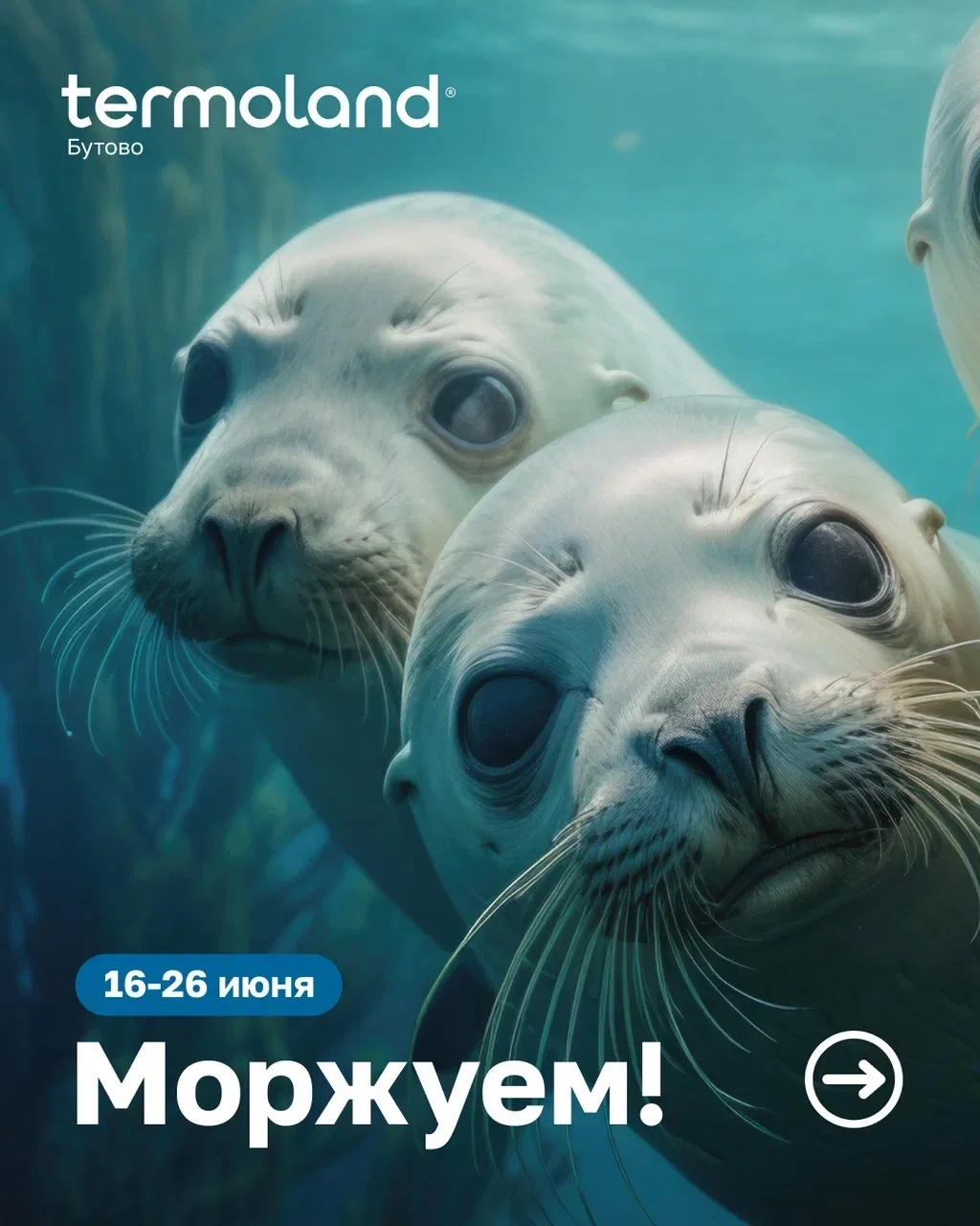 🦭🩵ДНИ МОРЖЕВАНИЯ в Termoland Бутово с 16-26 июня

Дорогие гости, в связи с плановым отключением го