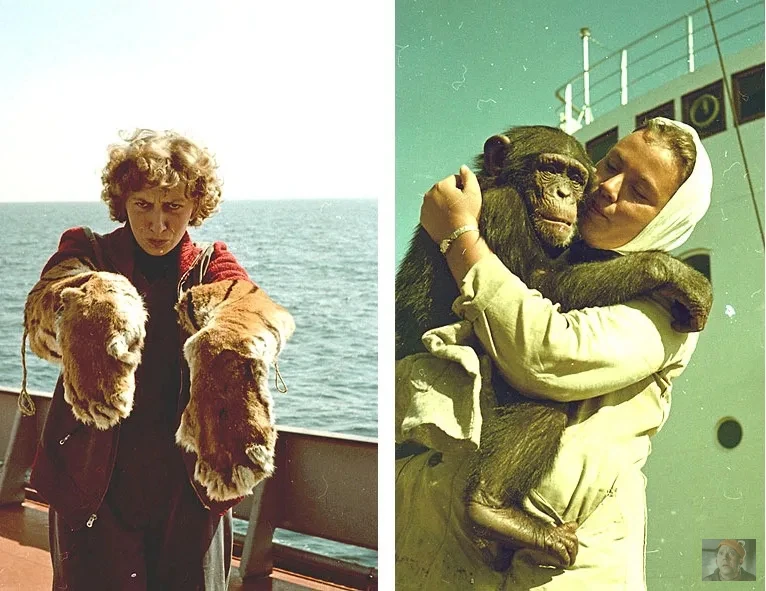 Как один королевский визит подарил советским зрителям фильм, где Евгений Леонов сбежал ...