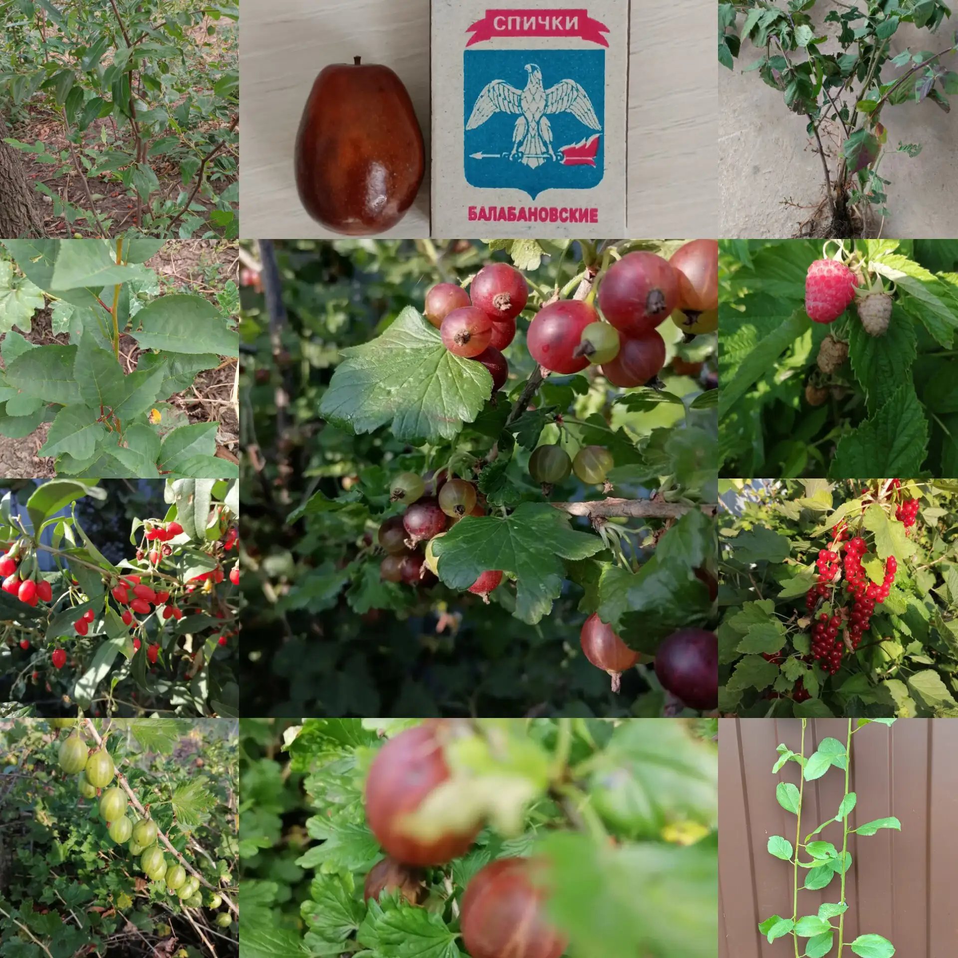 ‼️Продам‼️Саженцы Унаби🌱 (китайский финик)Крупный размер ягоды на фото👆️50-100руб за ...