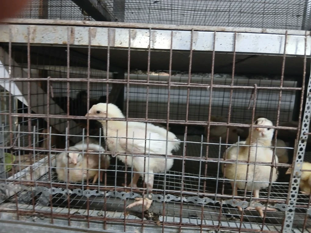🦆 Профилактика птичьего гриппа: защищаем поголовье вместе!
Птичий грипп — опасное заболевание, кото