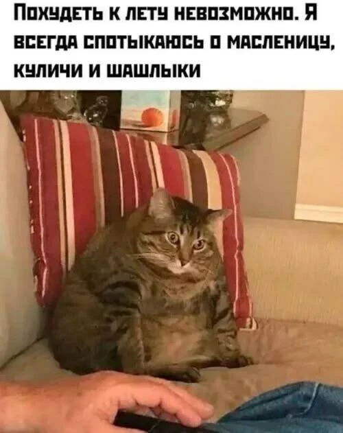 Изображение 1 к публикации «🦁 Животные - Коты и Собаки»